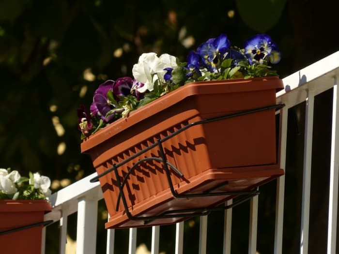 ชาวไร่ที่เต็มไปด้วย pansies ที่กินได้เป็นของขวัญที่ใช้งานได้จริงและสวยงามสำหรับทุกคนที่รักการทำอาหารและจัดงานเลี้ยงอาหารค่ำที่มีสไตล์