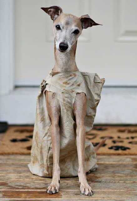 13-halloween-costume-ideas-for-your-dog-that-wont-drive-them-crazy