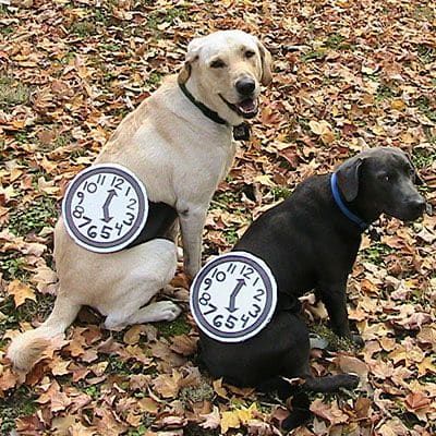 13-halloween-costume-ideas-for-your-dog-that-wont-drive-them-crazy