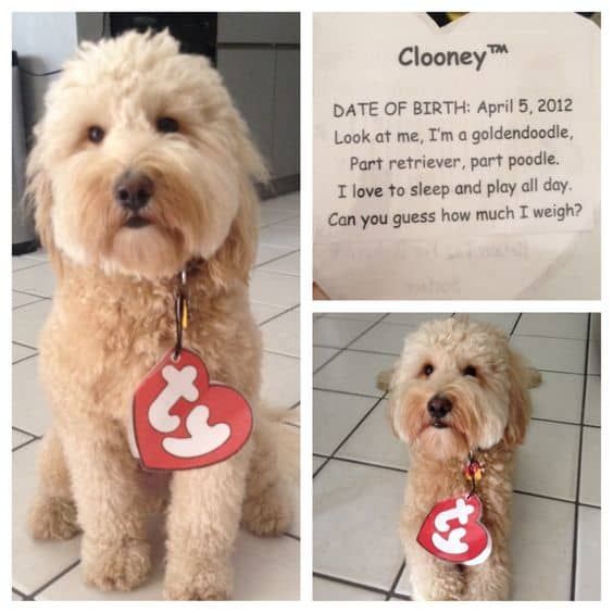 13-halloween-costume-ideas-for-your-dog-that-wont-drive-them-crazy