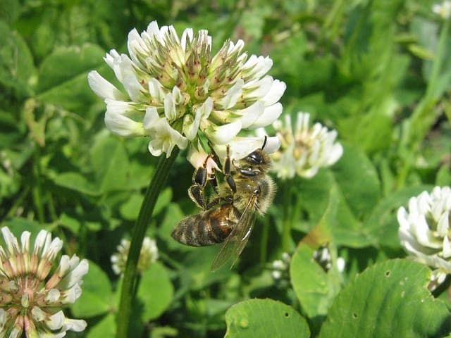화이트 클로버, Trifolium Repens, 토끼풀 유래