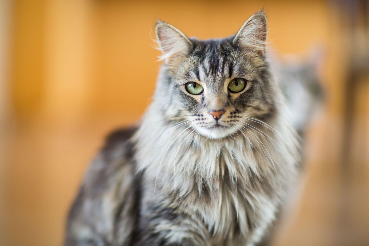 Maine Coon կատուն փակվում է ներսում