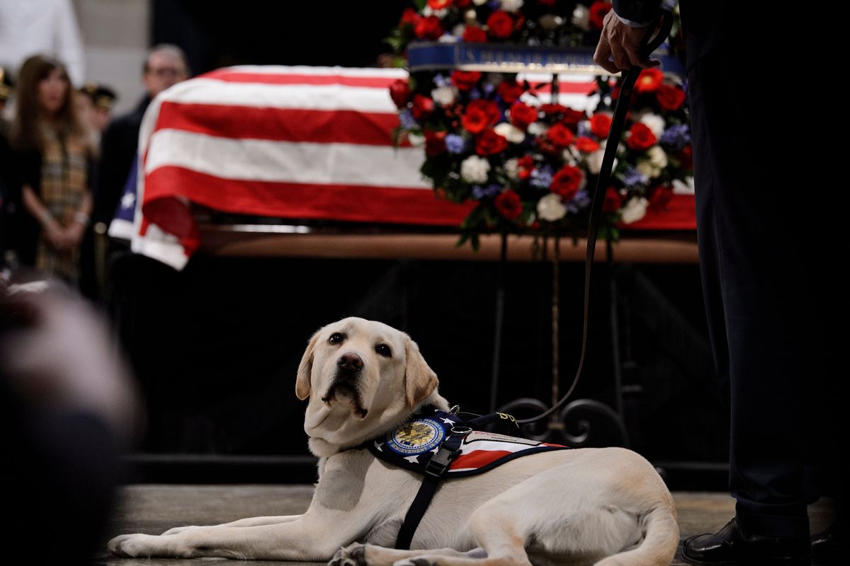George H. W. Bushs Service Dog Sully er blevet hædret med en statue