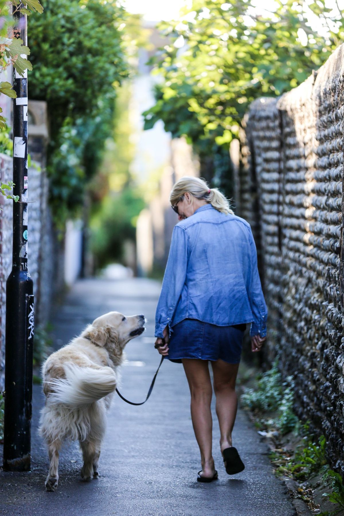 Fotografia, Cane, Moda di strada, Camminare, Istantanea, Giallo, Canidi, Camminare con il cane, Guinzaglio, Strada,
