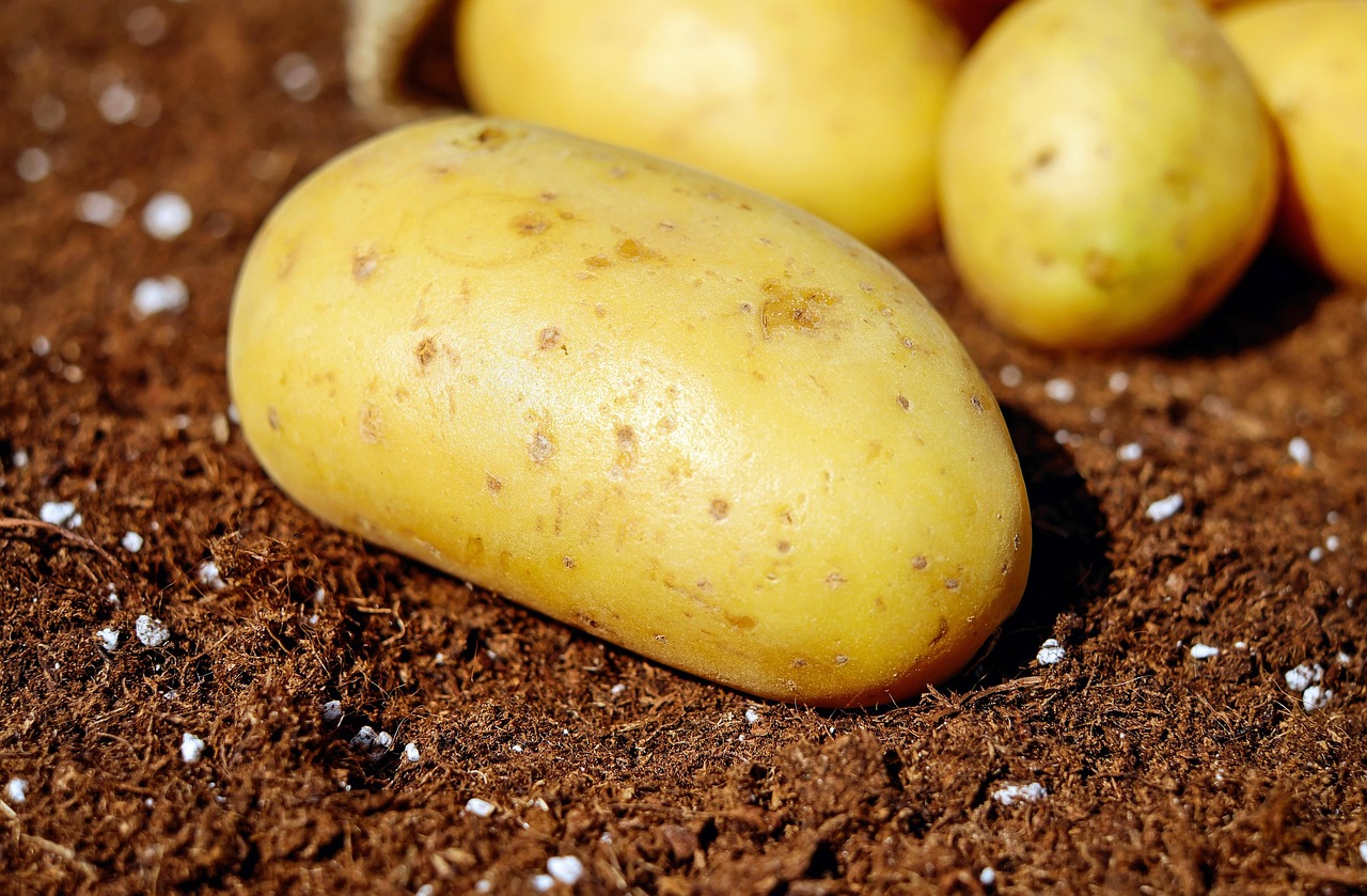 Receta de patatas panaderas al horno: tiernas, sabrosas y el acompañamiento perfecto