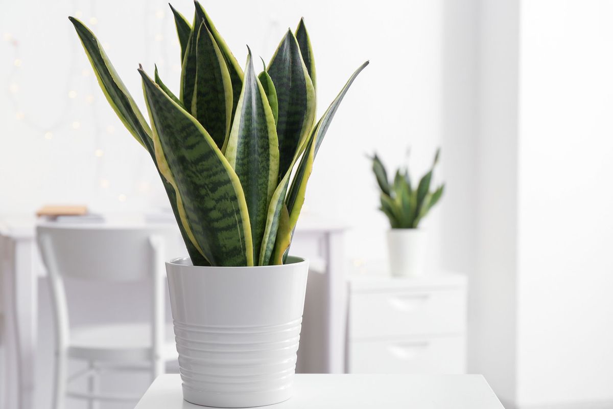 pianta di Sansevieria in vaso sul tavolo