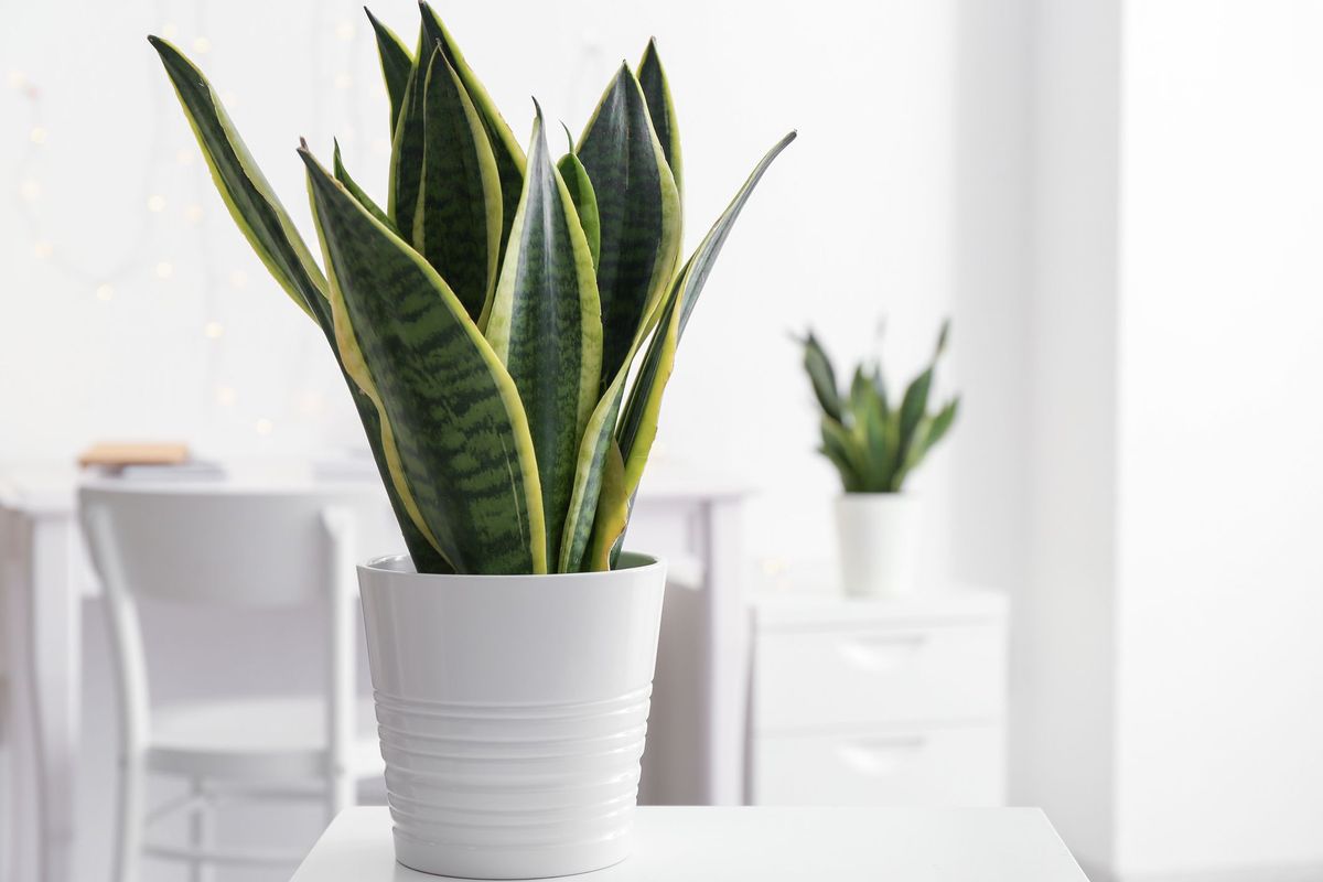 masadakı qazandakı sansevieria bitkisi