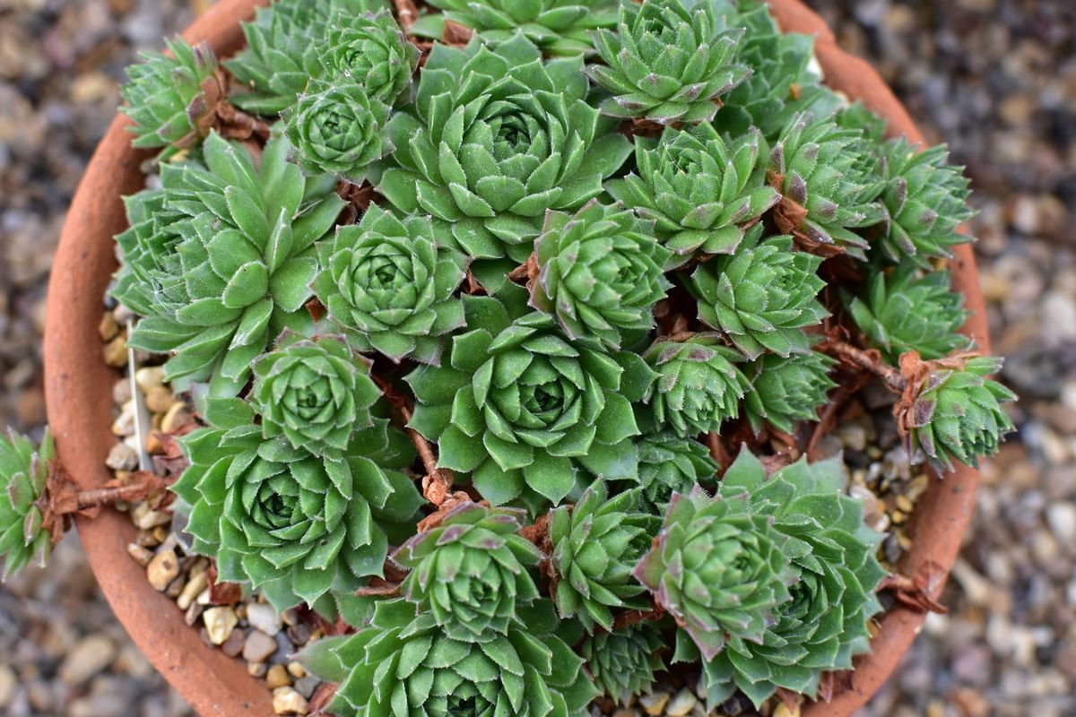 sempervivium calcareum, בית הכיתה, הוא זן של צמח פורח במשפחת הסלעים, יליד האלפים הדרומיים באירופה, רב שנתי עסיסי ירוק עד, יש לו שושנה עם עלים עבים המאחסנים מים העלים הם בדרך כלל ירוקים עם קצות סגול אדמדם