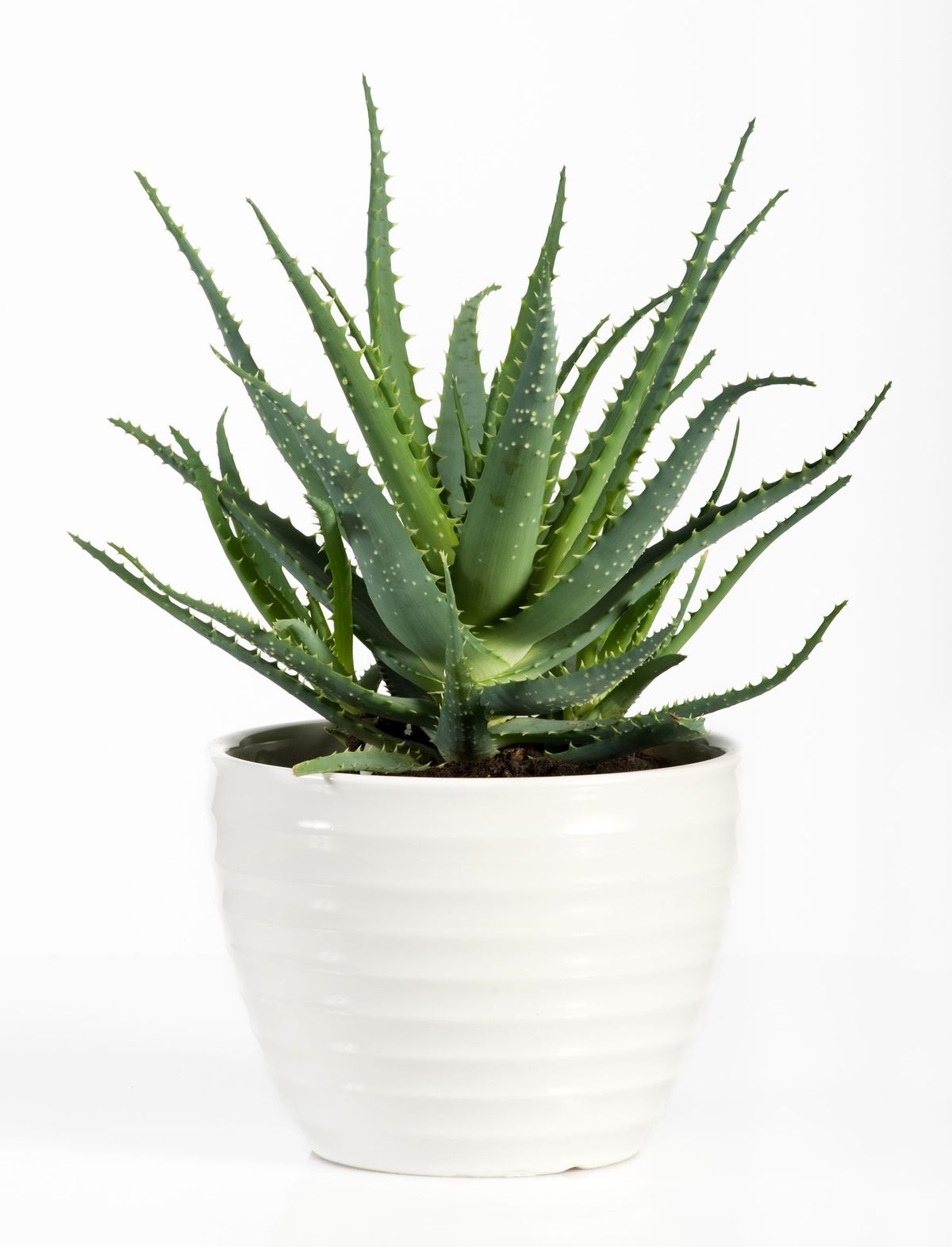 pianta di aloe vera